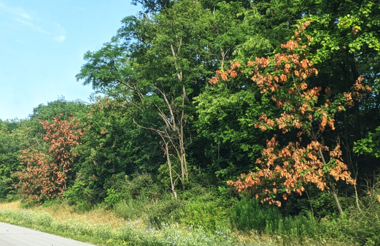 Seeing dead leaves in the trees?  Signs of cicadas linger long after bugs move on